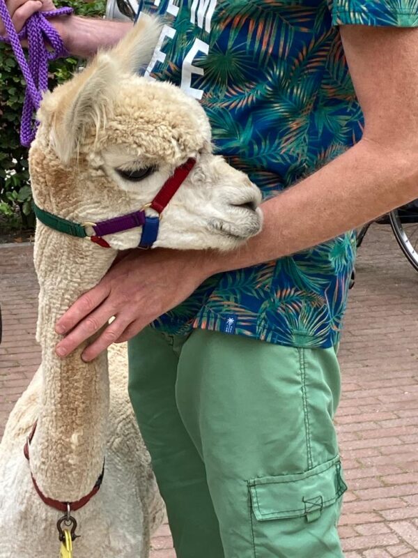 sfeer-buiten-warmond-2021-activiteit-alpaca
